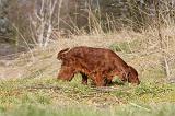 SETTER IRLANDAIS 271